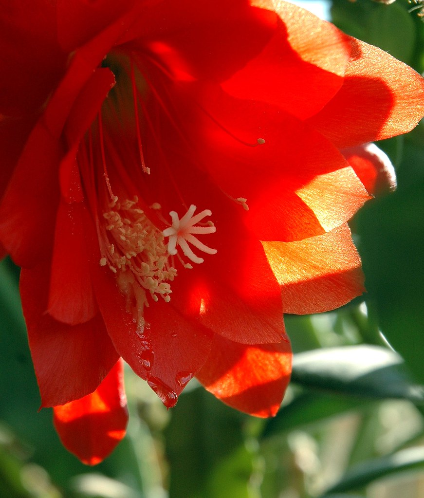 Cactus flower shedding tears | David | Flickr