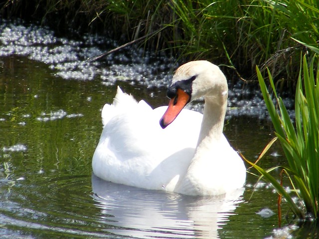 Male Swan