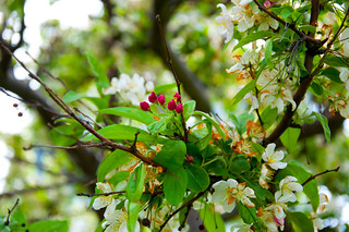 Tree Flowers | bradhoc | Flickr