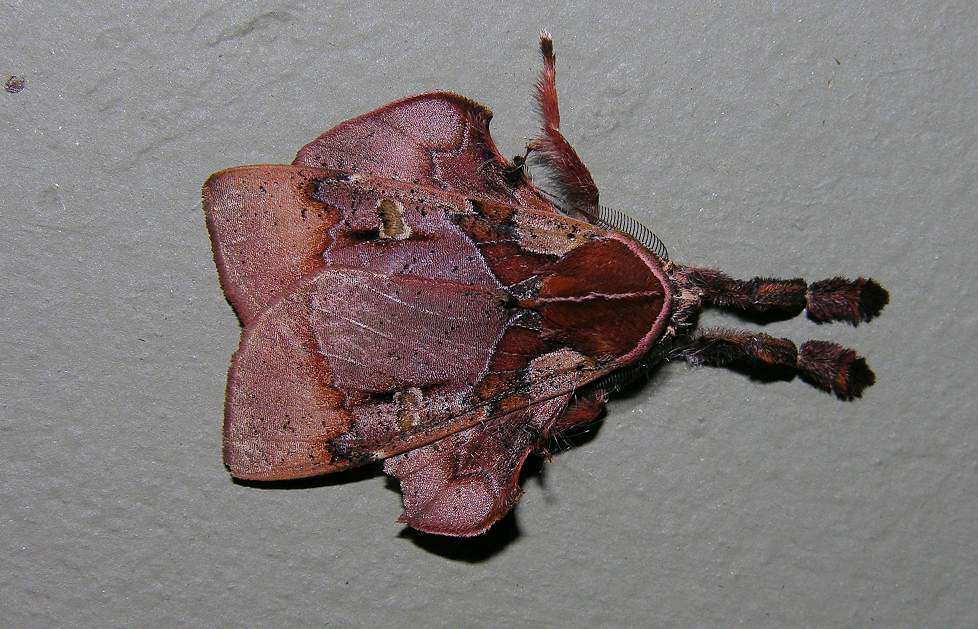 Moths of southern Venezuela