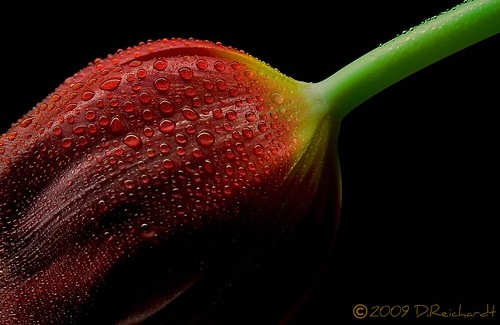 Tulip(drops) by D.Reichardt