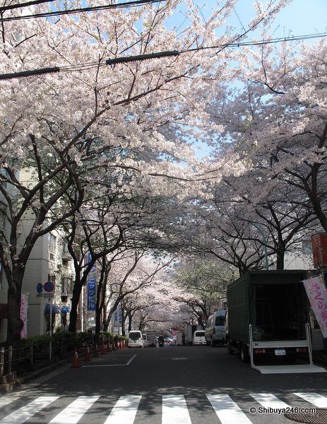 Sakura in Sakuragaoka