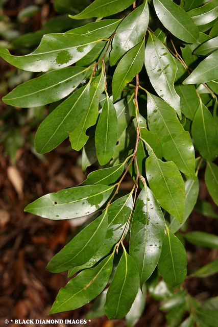 Endiandra leptodendron