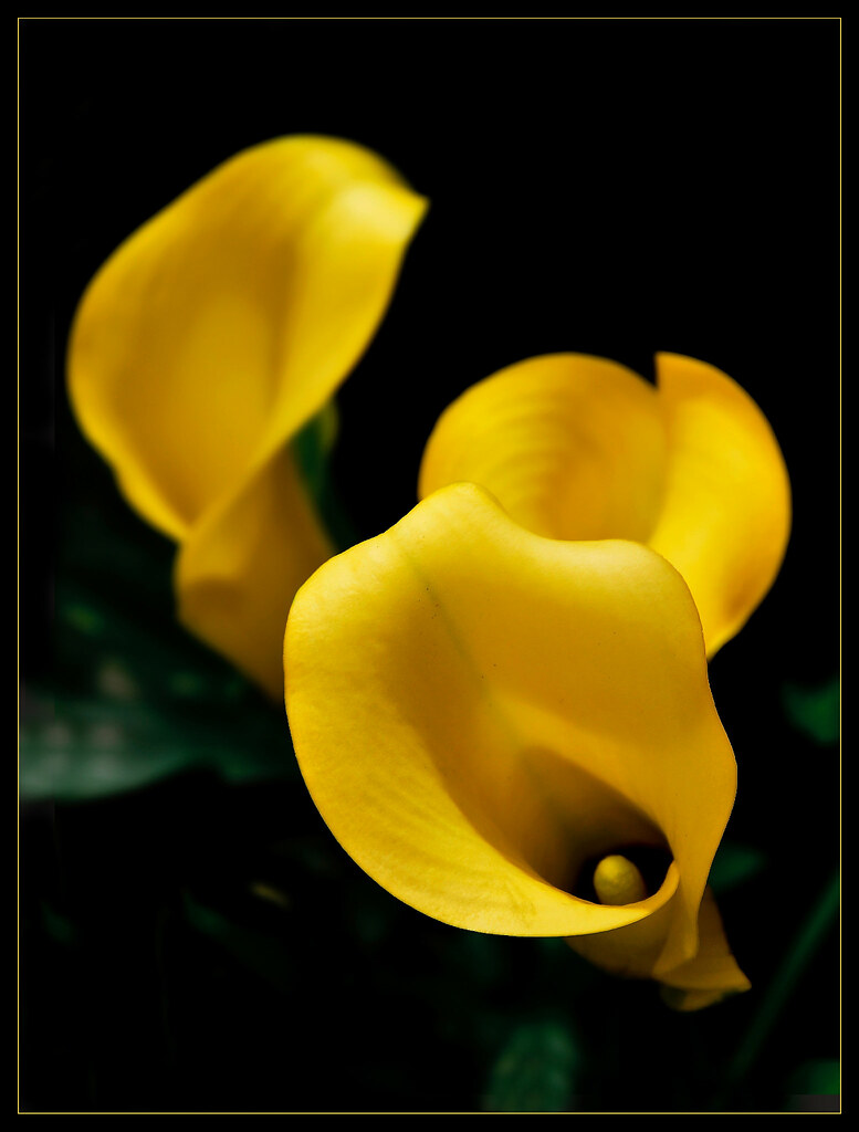 calla amarela | Luís Condessa | Flickr