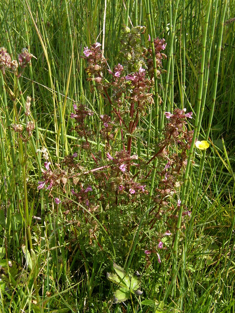Pedicularis palustris (Marsh Lousewort / Moeraskartelblad) 0923