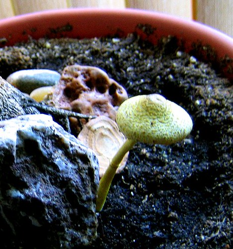 mushroom in pot inside 2