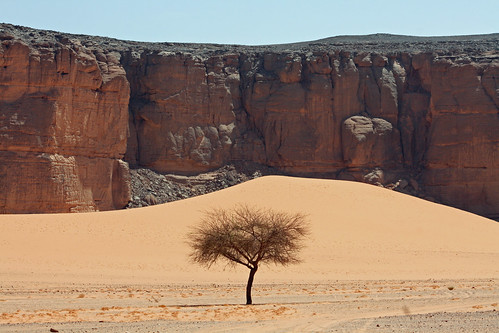 A tree, a cliff and a lot of sand [bc0373c]