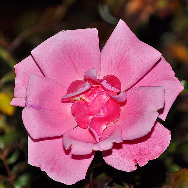 Flower (Pink)