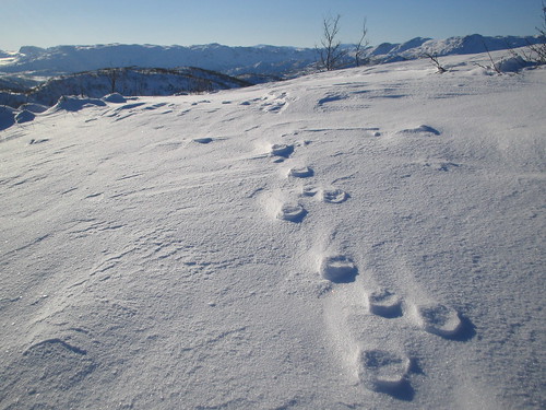 wild snow norway hare outback spor footprint vinje kongensharer