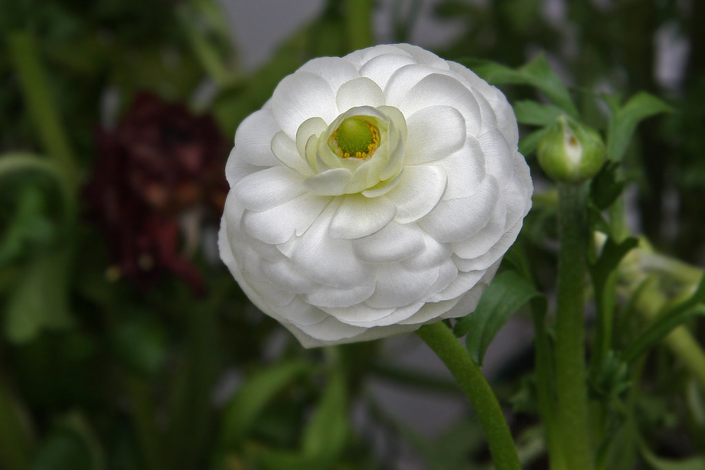 ranunculus | Doris Rapp | Flickr