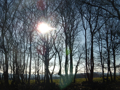Sun through trees Petersfield to Rowlands Castle