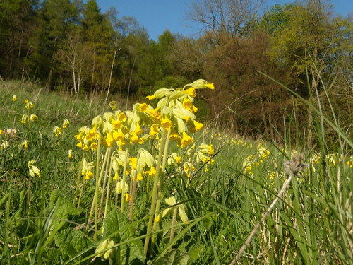 Cowslips Gomshall to Dorking