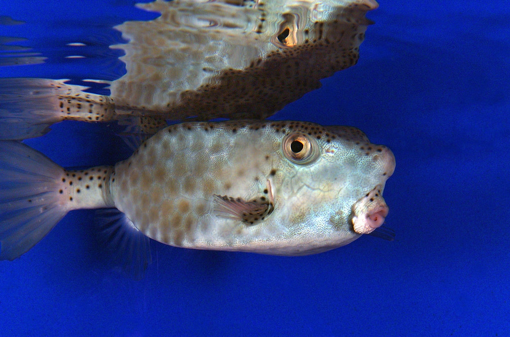 fugu blowfish