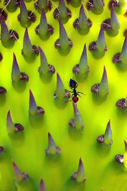 Hormiga en Cactus :  Ant in Cactus