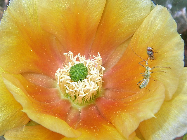 Life and death in a prickly pear flower at Deer Creek