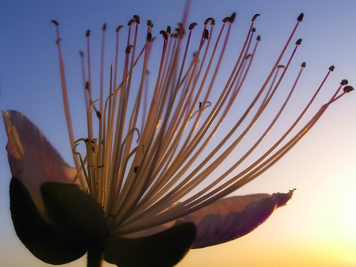 morning flower colors sunrise greece crete rethymno λουλούδι κρήτη ελλάδα πρωί χρώματα ρέθυμνο