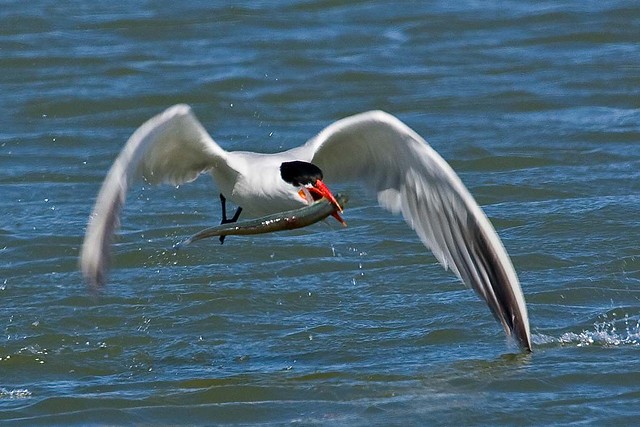 Tern with fish