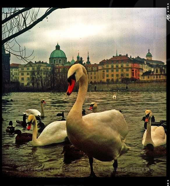 Swans on the River Vlatava, Prague