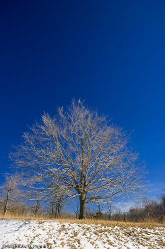 blue winter snow tree landscape pentax branches bluesky potd 2009 centralillinois mattpenning verticallandscape elkhartillinois k20d penningphotography pentaxk20d elkharthill