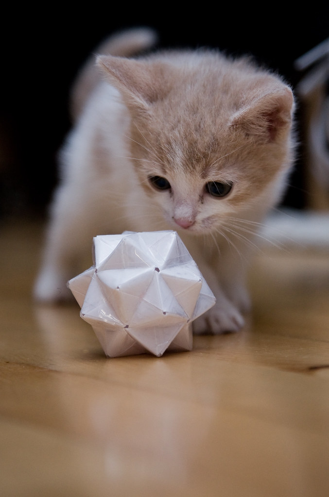 Lyra & Geometrie