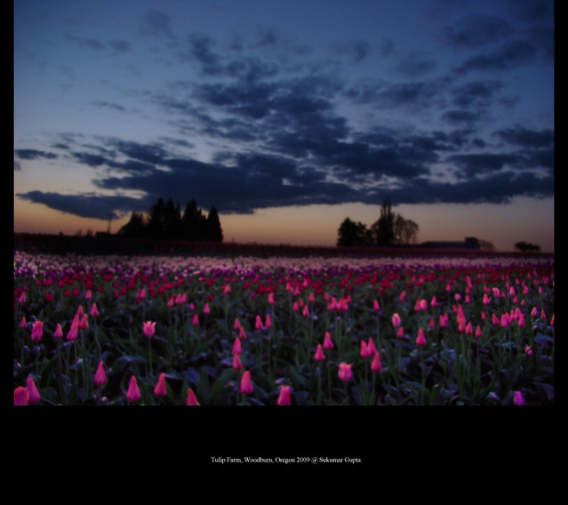 Sunset: Tulip Farm Sunset