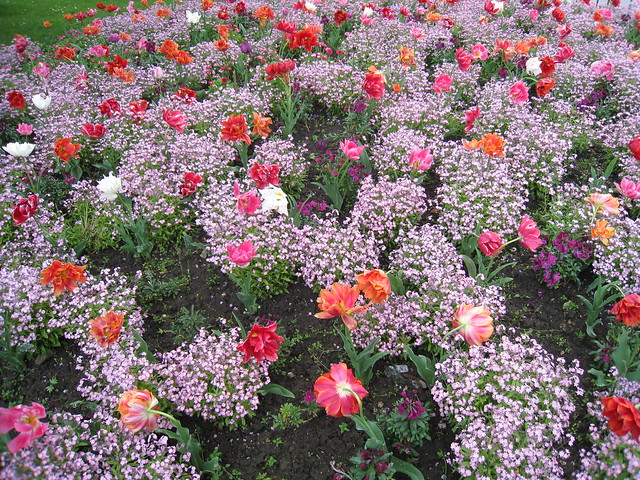 Flowers in Fontainebleau, France