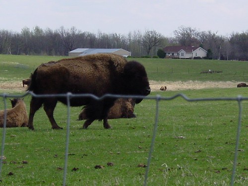 Bison 1 - Bison has seen us | Review pictures in order ...