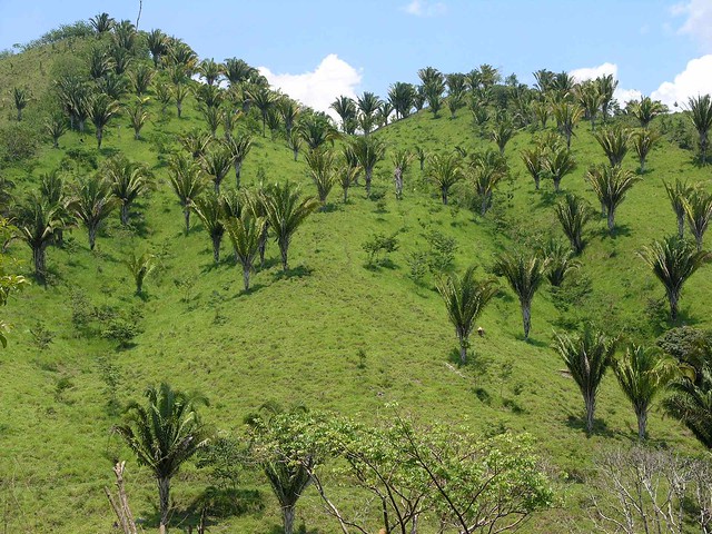 Palms - palmas; cerca de El Carbón, Olancho, Honduras