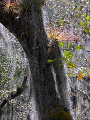 Close up of trees covered with many epiphytes - árboles con muchos epifitos; camino de Salamá hacia Pantin via Finca Cachil, Baja Verapaz, Guatemala