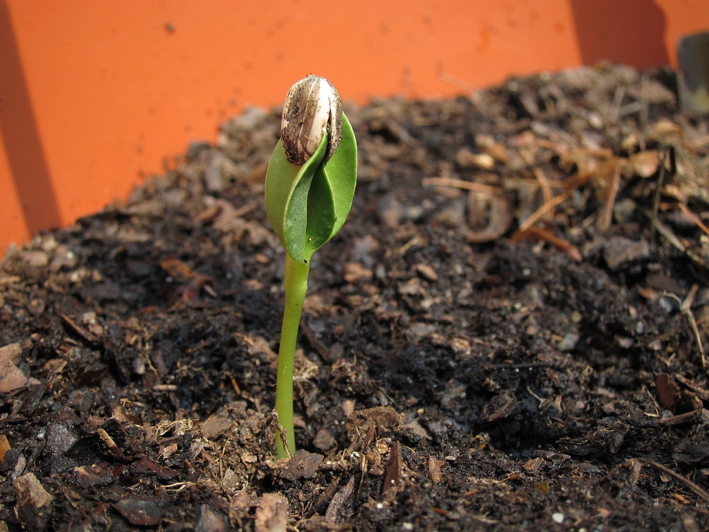 Sunflower Plant Shoot