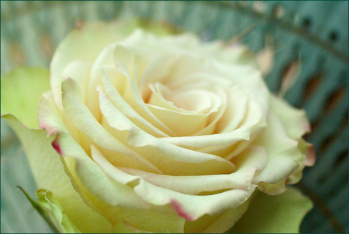 delicate......... | by atsjebosma