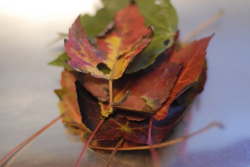 Fall | by modomatic