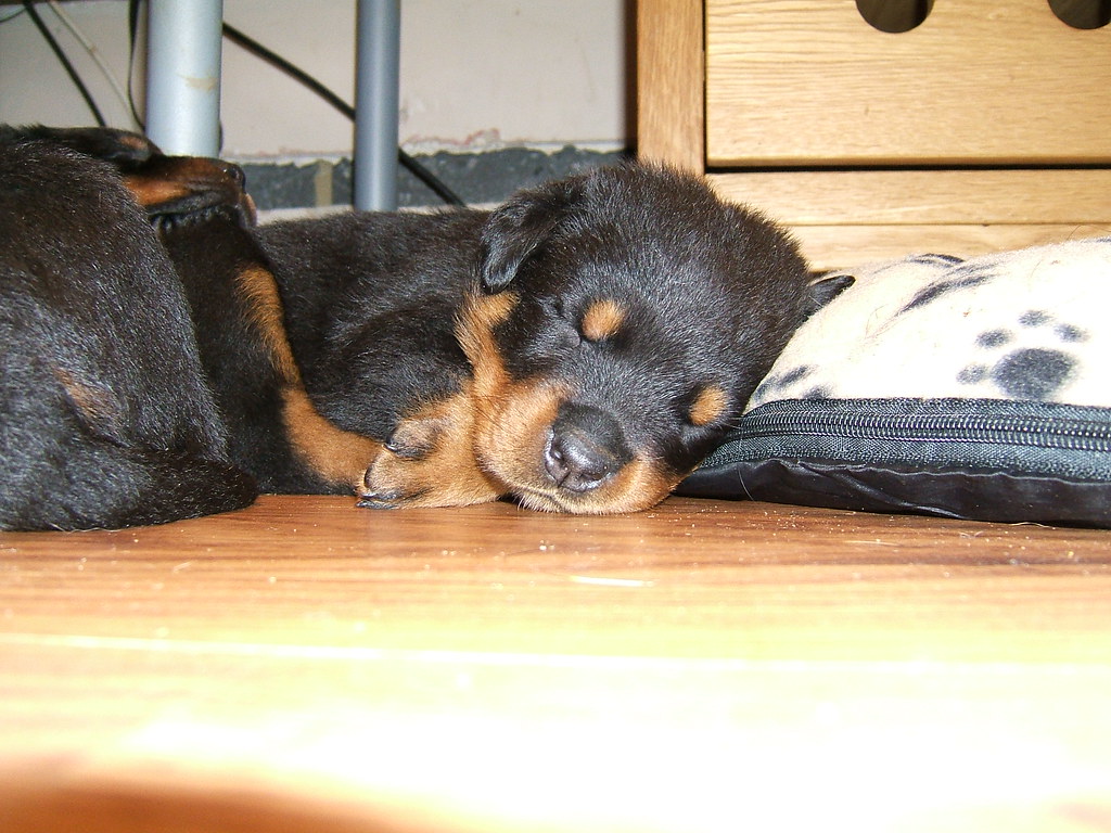 Red Boy 1 | Red Boy - Rottweiler puppy 4 weeks old. | Zico UK | Flickr