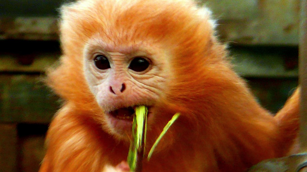 tamarin monkeys cubs