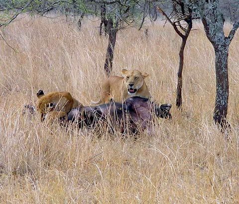 THE LION WITH THE BROKEN PAW.  ALL IS QUIET.... THE BUFFALO IS DEAD.  LIONS COME OUT OF THE SAVANNAH TO FEAST.  THEY ARE ALL HUNGRY.  ONE MALE SWATS THE BACK LEG TO MAKE SURE THE BUFFALO IS REALLY DEAD.,    IT'S LIKE A DINING  ROOM  TABLE.     IM' GLAD TH