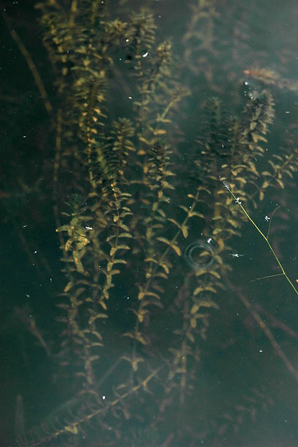 Elodea canadensis (Canadian Waterweed / Brede waterpest) 0441