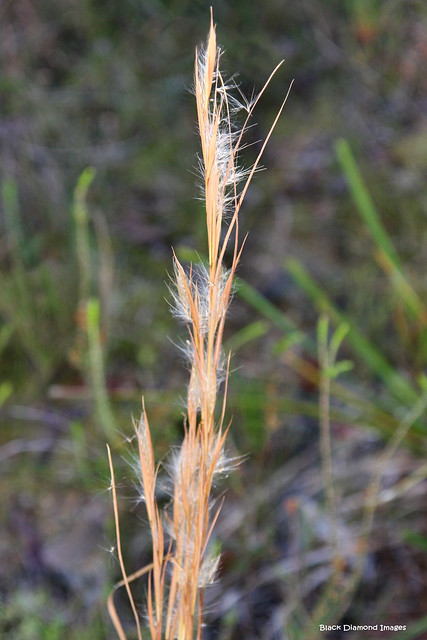 Andropogon virginicus - Whisky Grass
