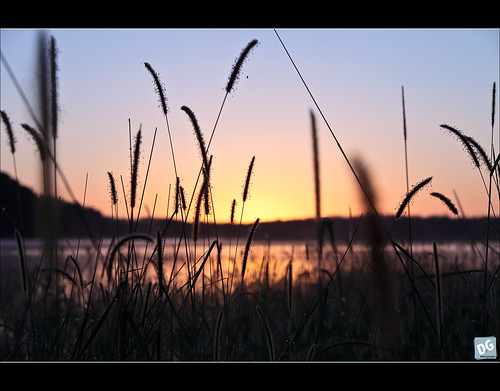 lake water grass sunrise canon reeds dawn au birding australia pastels queensland samsonvale northpinedam 5dmkii