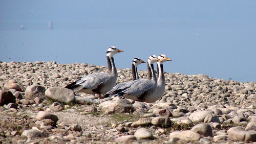 india birds wildlife goose wetlands motorcycle himachalpradesh barheaded pongdam
