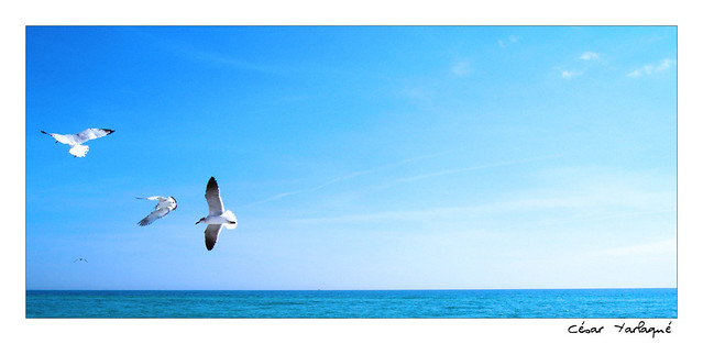 Gulf Shores Gull
