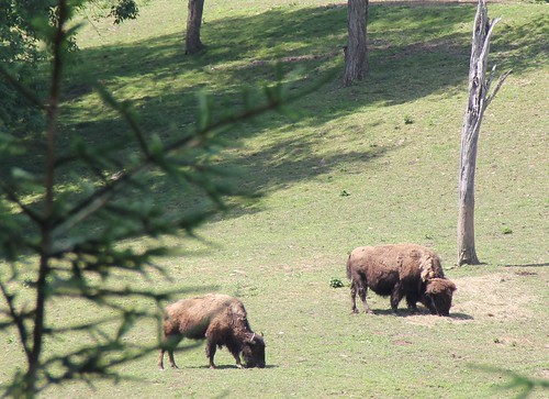 buffalo wv westvirginia bison westvirginiawildlifecenter
