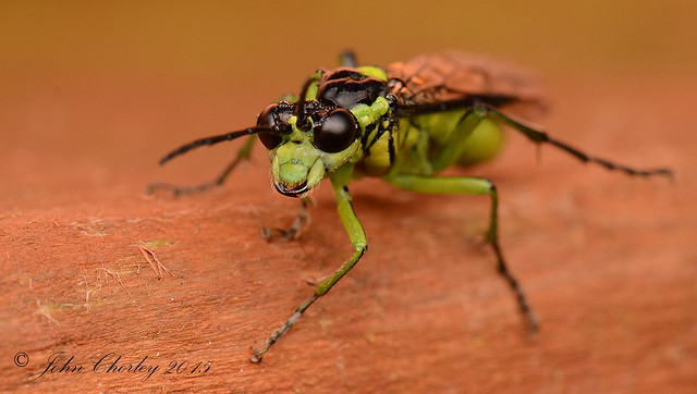 Green legged sawfly