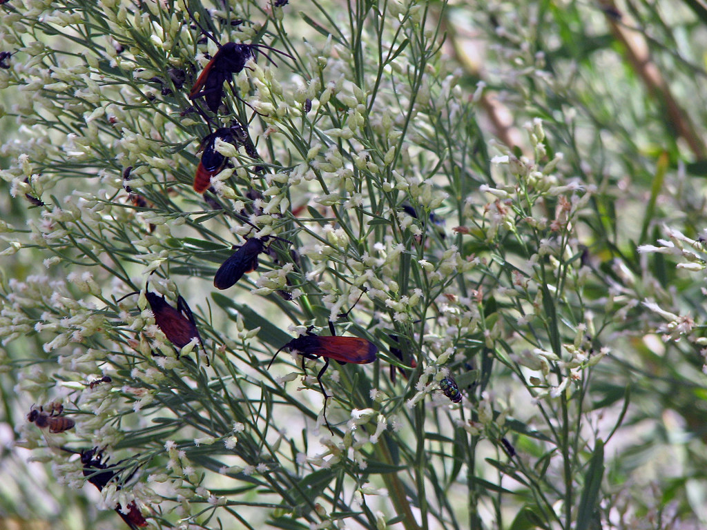 Pepsis sp. (tarantula hawk wasps) (Odessa Impact Crater, T… | Flickr