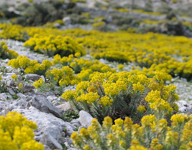 20160326-222F | Walzen-Wolfsmilch (Euphorbia myrsinites). Kefalonia, 26.03.2016