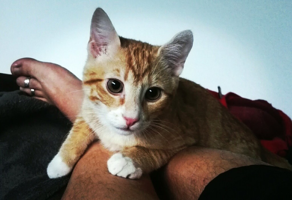 Little Kitten Garfield