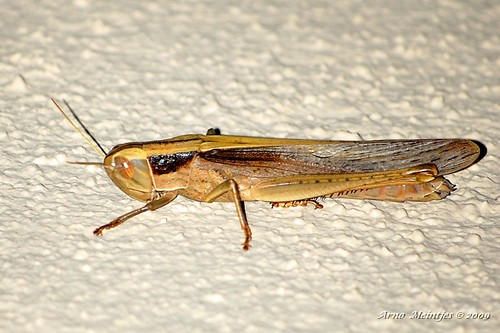 Grasshopper by Arno Meintjes Wildlife