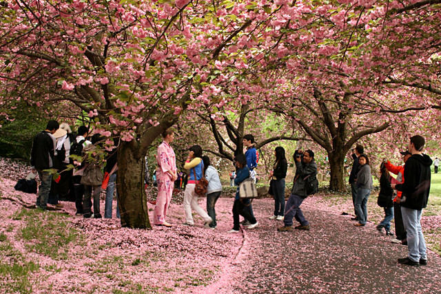 Brooklyn Botanic Garden Sakura Matsuri 2009 Regine Hervy Flickr