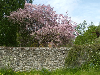 Pink stuff and wall Pluckley Circular with extension