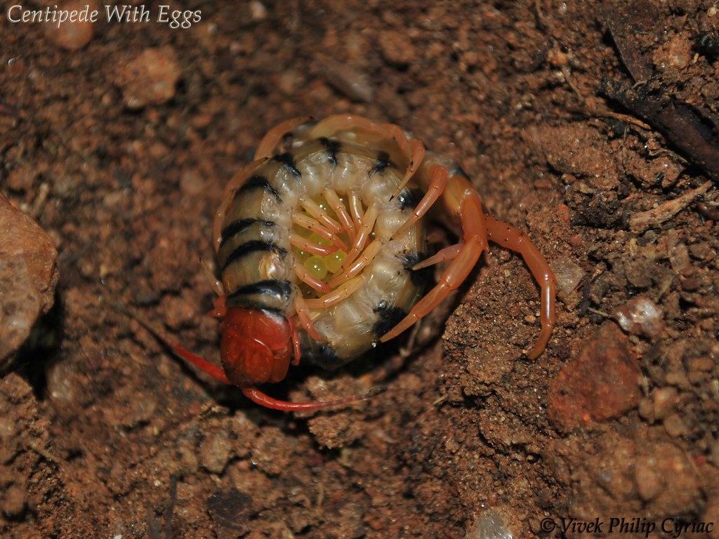 Parental care in arthropods!!! centipede with eggs | Flickr
