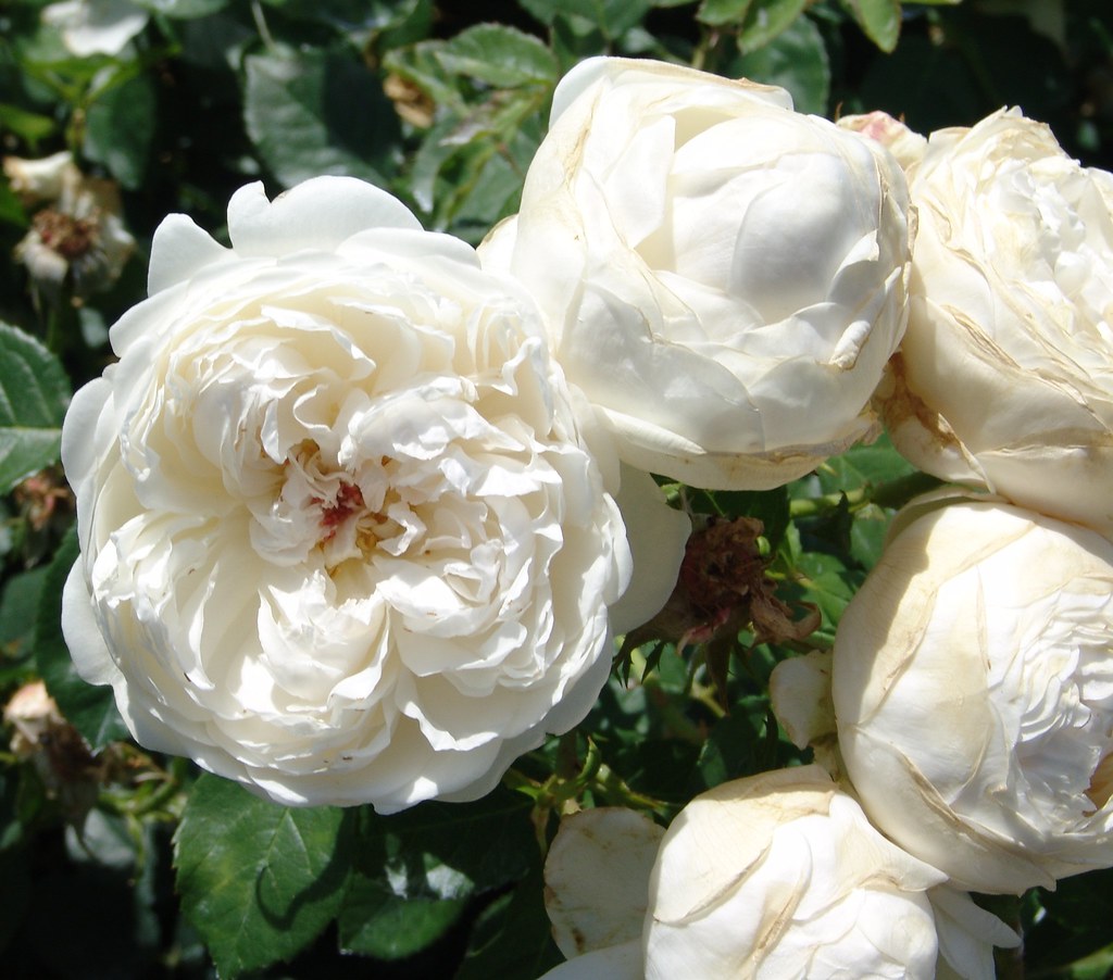 photo of three white tea roses
